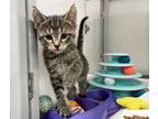 Adopt Meat Shake a Domestic Mediumhair / Mixed (short coat) cat in Raleigh