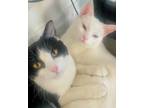 Adopt Zara & Paisley a White Domestic Mediumhair / Mixed (medium coat) cat in