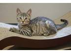Adopt Andes a Gray, Blue or Silver Tabby Domestic Shorthair (short coat) cat in