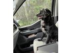 Adopt Samson a Black Flat-Coated Retriever / Mixed dog in Heber Springs