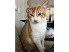 Adopt Tupac a Orange or Red Domestic Mediumhair / Mixed (medium coat) cat in