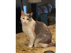Adopt Sugar a Calico or Dilute Calico Calico / Mixed (short coat) cat in Little