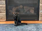 Adopt Zoey a All Black Domestic Shorthair / Mixed (short coat) cat in
