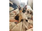 Adopt Sally Delphi a Calico or Dilute Calico Calico / Mixed (long coat) cat in