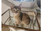 Adopt Persephone Delphi a Domestic Shorthair / Mixed (short coat) cat in