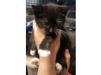 Adopt Birdie II a Black & White or Tuxedo Domestic Shorthair (short coat) cat in