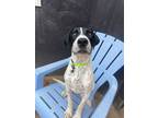 Adopt Moby a Pointer