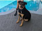 Adopt T a Rottweiler / Mixed dog in Palm Harbor, FL (41557851)