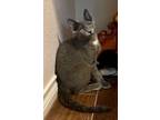 Adopt Hunter a Domestic Shorthair cat in Arlington, TX (41559602)