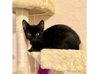 Adopt Huxley a Domestic Shorthair cat in Arlington, TX (41559601)