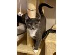 Adopt Hudson a Domestic Shorthair cat in Arlington, TX (41559600)