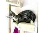 Adopt Hunny a Domestic Shorthair cat in Arlington, TX (41559599)