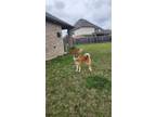 Adopt Pillow a Tan/Yellow/Fawn - with White Akita / Mixed dog in Cypress