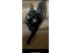 Adopt Cairo KITTEN a All Black Domestic Shorthair / Mixed (short coat) cat in