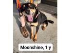 Adopt Moonshine Steele a Shepherd (Unknown Type) / Mixed dog in Rockaway