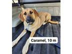 Adopt Caramel Steele a Black Mouth Cur / Labrador Retriever / Mixed dog in