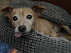 Adopt Leo a Tan/Yellow/Fawn Rat Terrier / Mixed dog in Elk Grove, CA (41559596)