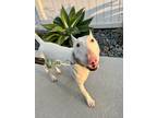 Adopt Dug a White Miniature Bull Terrier / Mixed dog in Redondo Beach