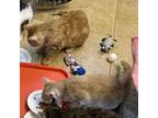 Adopt Bagel a Tan or Fawn Tabby Domestic Shorthair (short coat) cat in Crystal