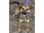 Adopt LOLA a Brown/Chocolate - with Black Black Mouth Cur / Mixed dog in BELL