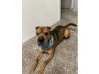 Adopt Luna (TX) a Tan/Yellow/Fawn Shar Pei / Mixed dog in Tucson, AZ (41559573)