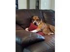 Adopt Ginger a Red/Golden/Orange/Chestnut - with White Black Mouth Cur / Boxer /