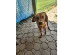 Adopt Wilma a Mixed Breed (Medium) / Mixed dog in POMONA, NY (41559700)