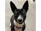 Adopt Shorty a Cattle Dog
