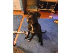 Adopt Sweety a Black - with White American Pit Bull Terrier / Mixed dog in