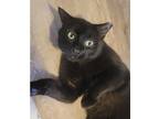 Adopt Stache a Domestic Shorthair / Mixed cat in Kalamazoo, MI (41557544)