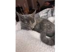 Adopt Stella a Tortoiseshell American Shorthair / Mixed (short coat) cat in