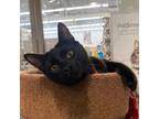 Adopt Chuck a All Black Domestic Shorthair (short coat) cat in Toronto