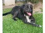 Adopt RIO a Black - with White Patterdale Terrier (Fell Terrier) / Terrier