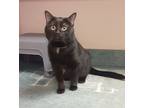 Adopt Shadow a Domestic Shorthair / Mixed cat in Edmonton, AB (41559566)