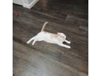 Adopt Pumpkin a Tan or Fawn Tabby American Shorthair / Mixed (short coat) cat in