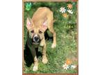 Adopt Cora (fta) a German Shepherd Dog / Mixed dog in Orangeville, ON (41559563)