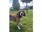 Adopt Harley a Beagle / Mixed dog in Stouffville, ON (41559561)