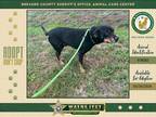 Adopt Oscar a Mixed Breed (Medium) / Mixed dog in Melbourne, FL (41559558)