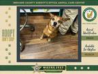 Adopt Ray a Mixed Breed (Medium) / Mixed dog in Melbourne, FL (41559557)
