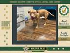 Adopt Winston a Mixed Breed (Medium) / Mixed dog in Melbourne, FL (41559556)