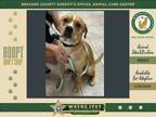 Adopt Egon a Mixed Breed (Medium) / Mixed dog in Melbourne, FL (41559555)