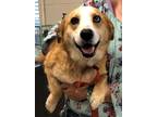 Adopt Abilene a Corgi dog in Georgetown, OH (41559587)