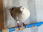 Adopt Freedom Fred a Pigeon