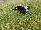 Adopt Birch a Australian Cattle Dog / Mixed dog in Garden City, NY (41559584)