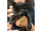 Adopt Babs a Black (Mostly) Domestic Shorthair (short coat) cat in Heathsville