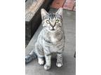 Adopt Lucy a Gray, Blue or Silver Tabby Tabby / Mixed (short coat) cat in