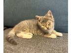 Adopt Blinkin' a Domestic Shorthair / Mixed cat in Birdsboro, PA (41559548)