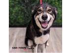 Adopt Nyx a Siberian Husky / Mixed dog in Lexington, KY (41559541)