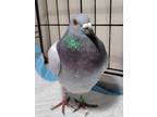 Adopt Rosebud a Pigeon