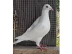 Adopt Orville a Pigeon